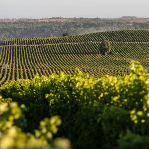 Viñedo Alyan